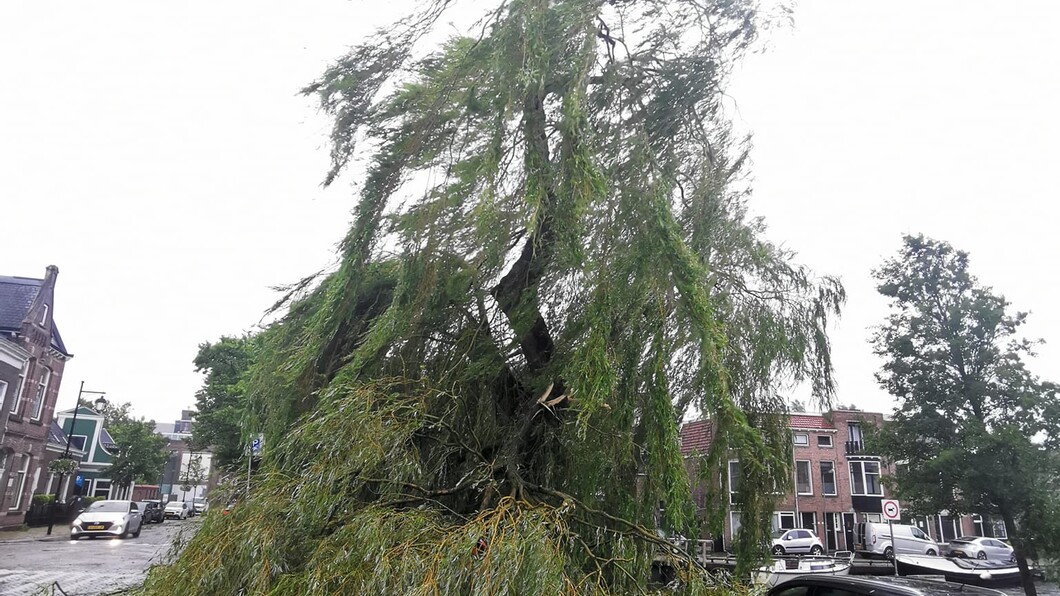 omgevallen boom door storm