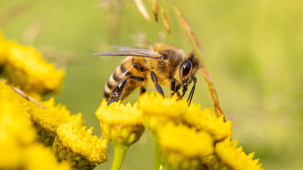 insect